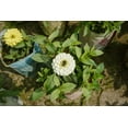 thumbnail image 3 of Polar Bear White Zinnia Seeds (Zinnia elegans) – 100+ Heirloom Non-GMO Seeds per Packet by Isla’s Garden Seeds, Large White Blooms, Ideal for Garden Borders and Cut Flowers, Perfect Home Garden Gift, 3 of 6