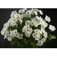 thumbnail image 3 of Silk Daisy Bouquet White 17 inches, 3 of 4