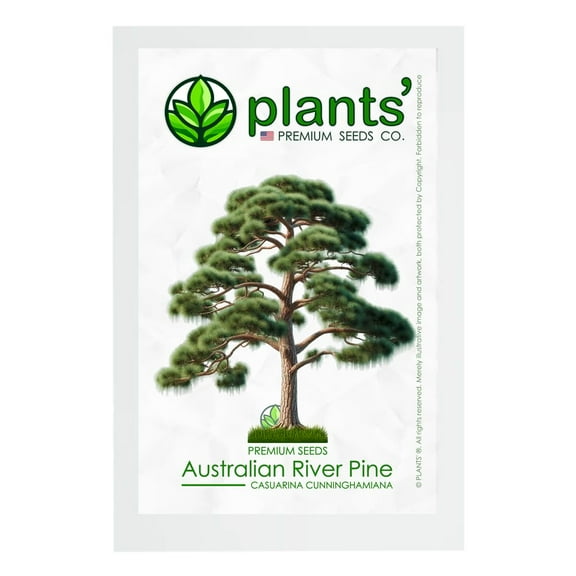 Australian River Pine Tree | Premium Seeds | Casuarina cunninghamiana | Plants'® (Premium Seeds, 10)