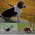thumbnail image 4 of Dog Training Lead 30m Long Dog Lead Extra Long Line Dog Lead 30m Long Dog A new A-G, 4 of 4
