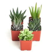 Home Botanicals 5 Different Aloe Plants Easy To Grow and Hard To Kill in 2" Pots