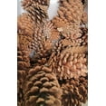 thumbnail image 4 of 12 Pack Pine Cones 4" - 5" Real All Natural Pinecones in Bulk (Unscented) Various Size - Perfect for Arts and Crafts, Home Decor Accent Vase Filler. (4-5 Inch), 4 of 7