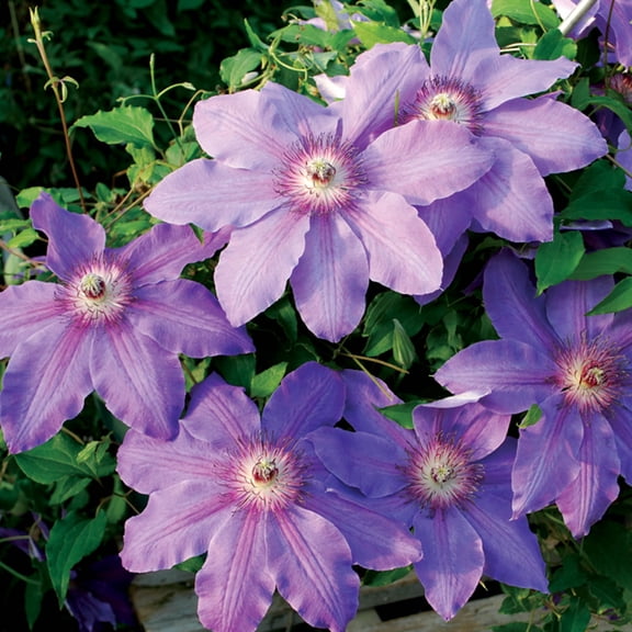 Direct Gardening Horn of Plenty Clematis Vine Potted Pink Flowering Perennial Starter Plant Grown in a 4 Inch Pot, 1 Per Offer