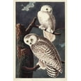 thumbnail image 2 of Audubon, John James 17x24 Gold Ornate Wood Framed with Double Matting Museum Art Print Titled - Pl 121 Snowy Owl, 2 of 4