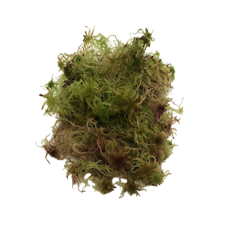Live Sphagnum Moss
