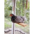 thumbnail image 4 of Columpio para pollos, percha para pollos, soporte de madera para pollitos, juguetes de escalera para pájaros, columpio hecho a mano para pollos, loros, gallinas, periquitos pequeños, cacatúas, gr, 4 of 5