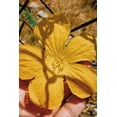 thumbnail image 5 of 5-Pack Gullveig 100% Natural Loofah Sponges, Exfoliating Body Scrubber, Eco-Friendly Biodegradable, Gently Exfoliate, Dishing Washing, 5 of 7