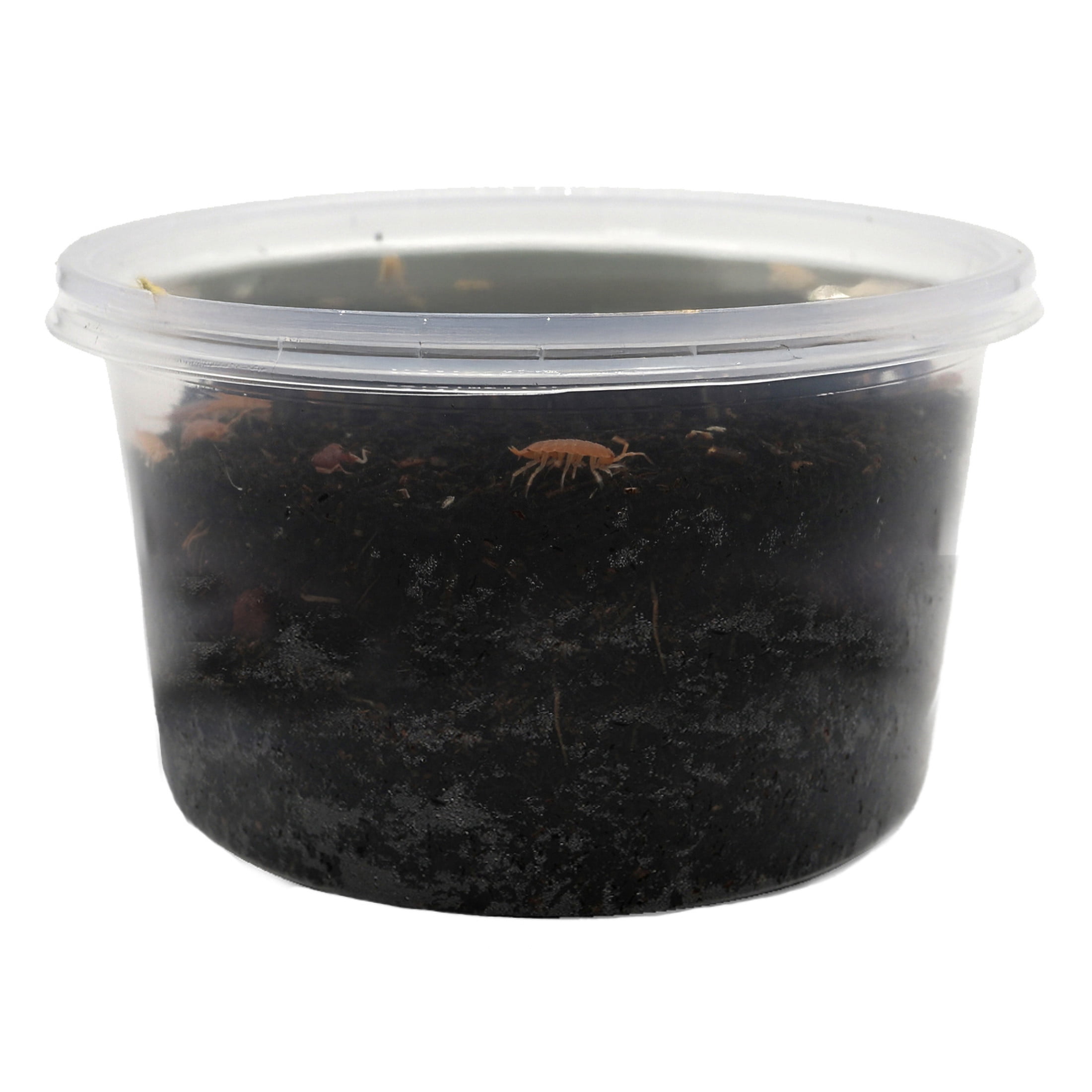ReptiCulture Powder Orange Isopod 15 ct