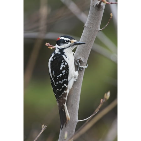 Small Cabasa - Hairy Woodpecker (Picoides Villosus) Perched On Small Tree Southeastern Ontario Canada Stretched Canvas - Amy Kay Design Pics (12 x 19)
