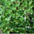 thumbnail image 3 of Hirt's Lemon Thyme Plant - Smells Like Lemon/Tastes Like Lemon - 3" Pot, 3 of 4
