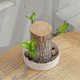thumbnail image 5 of Direct from the base, Brazilian Lucky Bamboo Plant, Indoor Water Cultivated Desk, 5 of 5