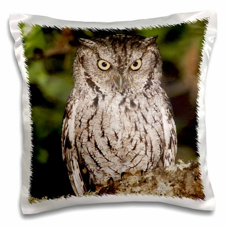 Country Oak & Stoves 3dRose Eastern Screech-Owl, Texas Oak, Hill Country, TX - NA02 RNU0109 - Rolf Nussbaumer, Pillow Case, 16 by 16-inch ()