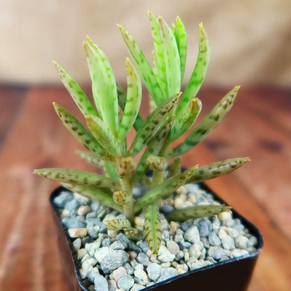 Kalanchoe Tubiflora 2-inch Pot, Enchanting Striped Tube Leaf Succulent, Drought Tolerant Starter Plant