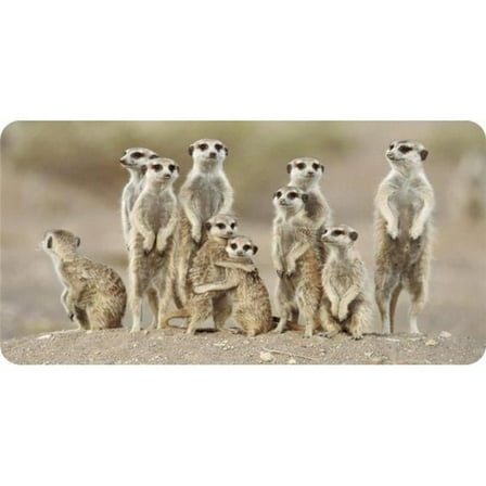 Meerkats Photo License Plate