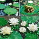 thumbnail image 5 of Lirios de Agua Artificiales ZHAOCHENG para Acuario, 5 of 5