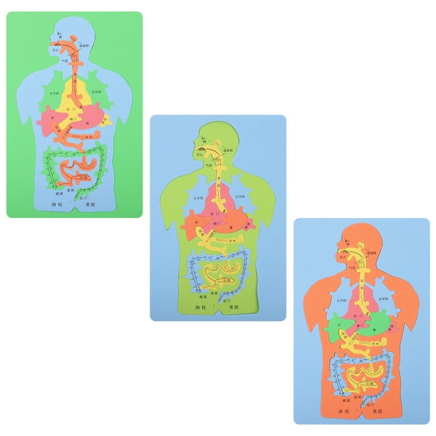 3pcs EVA Organos Humanos Rompecabezas Diy Codo Cognitivo órganos Puzzle Toy educativo