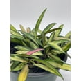 thumbnail image 2 of Variegated Wayetii, Rare Hoya, 6 inch, ready for upgrade, 2 of 9