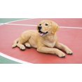 thumbnail image 1 of YELLOW LABRADOR RETRIEVER LYING DOWN, 1 of 5