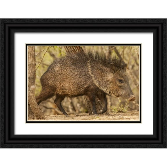 Illg, Cathy and Gordon 32x23 Black Ornate Wood Framed with Double Matting Museum Art Print Titled - Texas, Hidalgo Co Close up of a Javelina