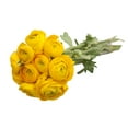 thumbnail image 3 of Yellow Ranunculus - Fresh Cut - 140 Stems, 3 of 8