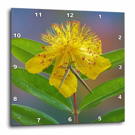 3drose, St. Johns Wort Flower., 15x15 Wall Clock