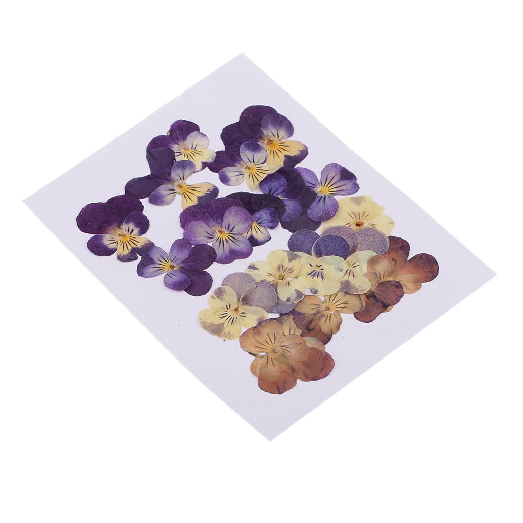 20 Pieces Natural Dried Flowers, Real Press Double Color Violet