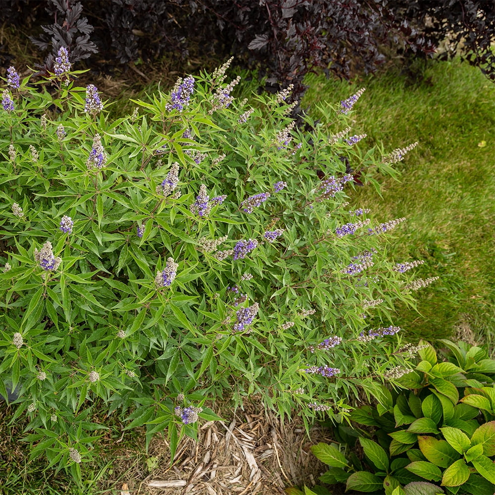 First Editions Vitex Violet Mist Live Shrub in 2-Gallon Grower Pot