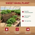 thumbnail image 3 of Sweet Basil Plant in 4 Inch Pot, Fragrant Basil Herb for Indoor Outdoor Planting, Fast Growing, Ready to Grow, 3 of 6