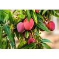 thumbnail image 2 of Irwin Mango Tree Live Plant 8-12" Tall in Pot - Sweet Mango Tree - Seeding Mango Live Plant - Tropical Fruit Tree - Outdoor Garden, 2 of 5