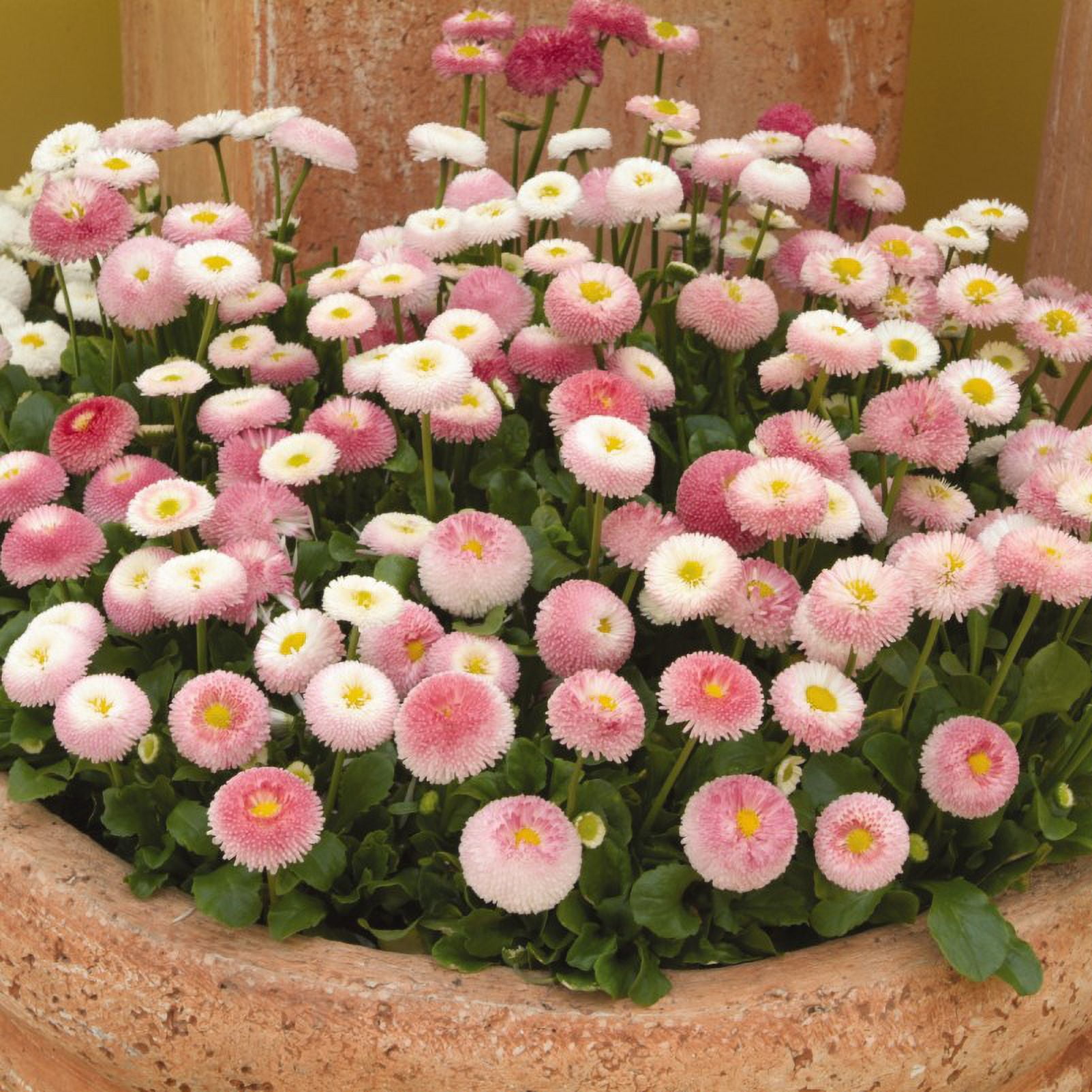 Expert Gardener 1 Quart Multicolor Bellis Perennial Outdoor Live