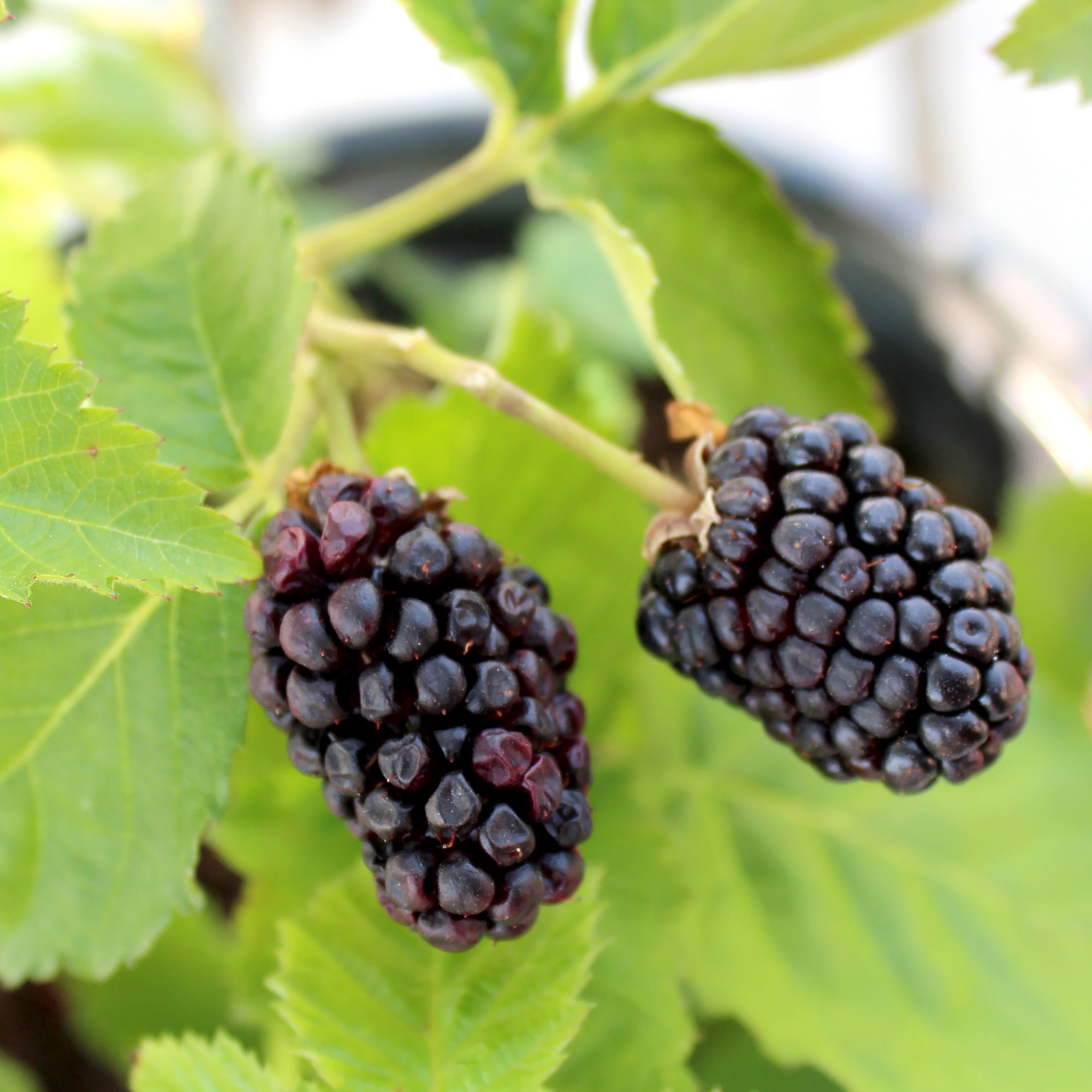 "Expert Gardener Thornless Apache Blackberry Bush, 12""-18"" Tall