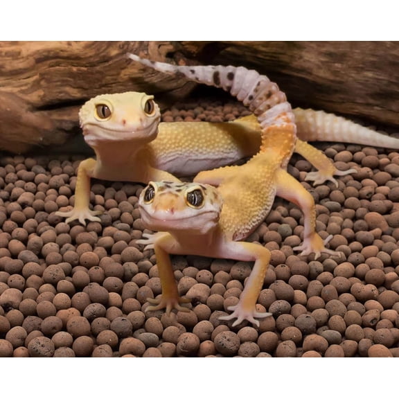 Reptile Substrate Leca Balls - Organic Expanded Clay Pebbles, Bioactive Terrarium Clay Balls Substrate for Terrarium Tank, Bearded Dragon, Tortoise, Gecko, Snake & Frog