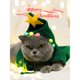 thumbnail image 2 of Cuadros Decorativos 5D DIY gato círculo completo diamante pintura diamante Likrtyny embutido en tela, 2 of 9