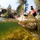 thumbnail image 4 of Bionic Múltiples segmentos Cebo Señuelo para peces Forma de tilapia con anzuelo triple Aparejos de pesca 8.5cm3 #, 4 of 11