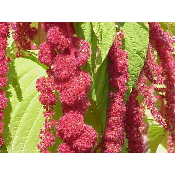 Amaranthus Caudatus Red Tail or Love Lies Bleeding Nice Garden Flower by Seed Kingdom 1 Oz Seeds
