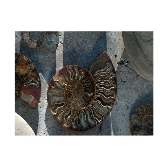 Elena Ray 'Gifts Of The Shore XVI' Canvas Art