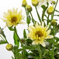 thumbnail image 2 of Proven Winners 2.5QT White Leucanthemum Live Plants with Grower Pot, 2 of 2