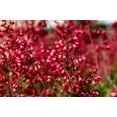 thumbnail image 2 of Seedville 100 Heuchera Firefly Coral Bells Flower Seeds, 2 of 8