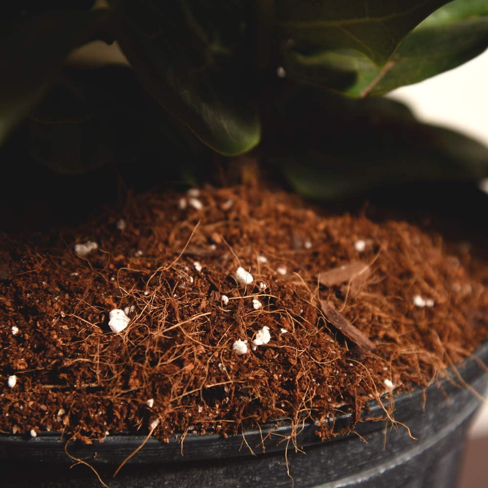 Fiddle Leaf Fig Soil - Thumbnail 4