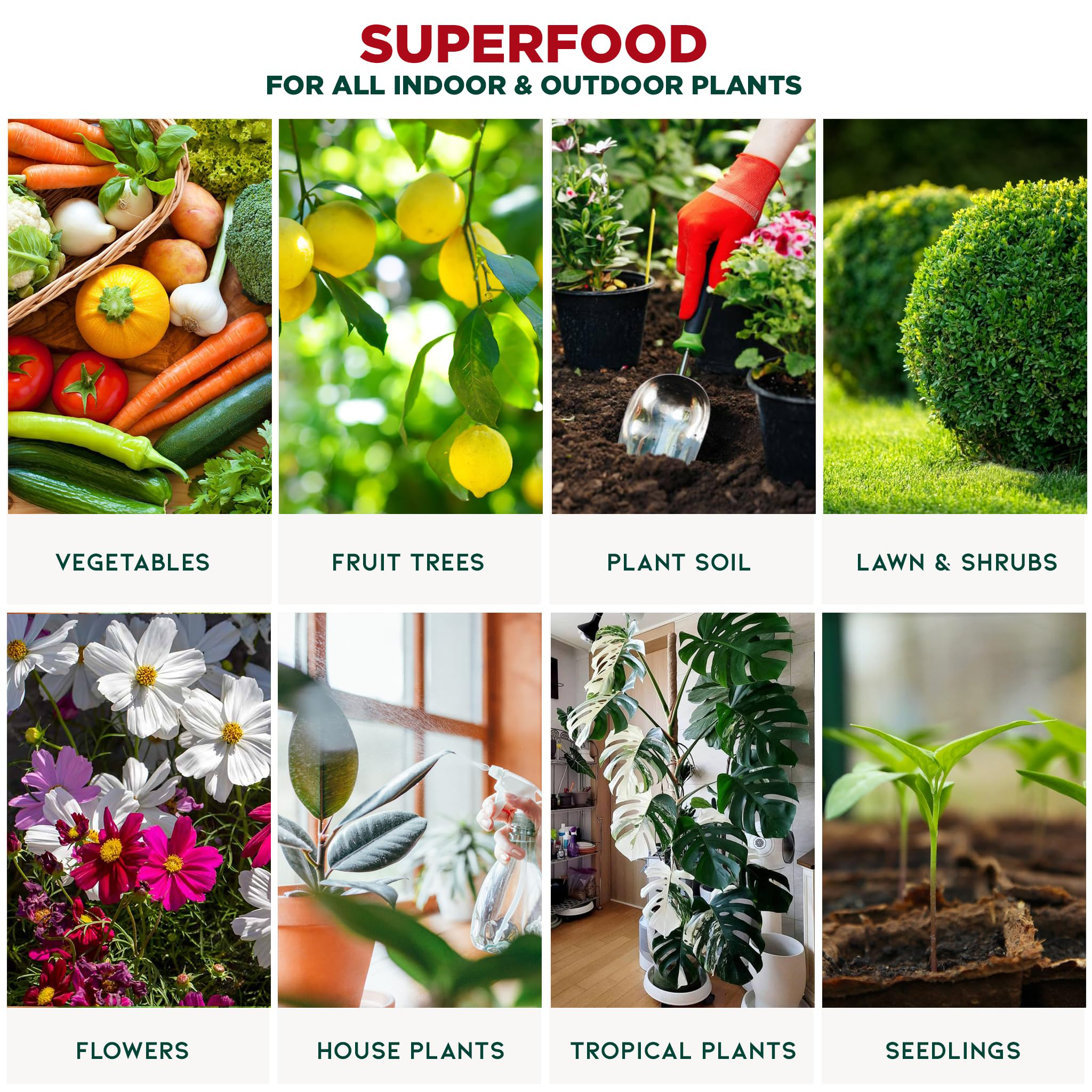⭐ GARDENERA Premium Organic Seaweed & Kelp Superfood for CITRUS TREES Plants - 32 oz - Liquid Kelp Fertilizer Concentrate (Makes 180 Gallons)