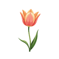 thumbnail image 4 of Realistic Tulip Stickers Stickers, Waterproof Tulip Stickers Sticker for Water Bottle Laptop Phone Cases Planner Skateboard Luggage Helmet Party Favor Decor, Ideal for Adults Teens Teacher Rewards, 4 of 8