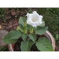 thumbnail image 4 of PEMDASGARDEN White Devils Trumpet Datura, 25 Seeds Pack, 4 of 4