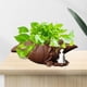 thumbnail image 3 of Florero Little Monk Sunnimix púrpura para suculentas Jardín, 3 of 8