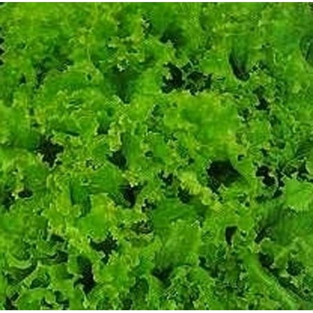 - Lettuce Green Grand Rapids Great Heirloom Vegetable 3,000 Seeds