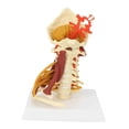 thumbnail image 4 of Modelo de vertebral Modelo de médula espinal,Arterias Nervios de la lumbar,Modelo de vértebra cervical Modelo de cervical con, 4 of 9
