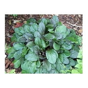 Chocolate Chip Ajuga - Carpet Bugle - Miniature Leaves - 48 Plants -1 3/4" Pot