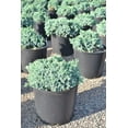 thumbnail image 3 of (2 pack) Expert Gardener 2.25 gal Juniper Blue Star Live Shrubs, 3 of 4