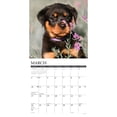 thumbnail image 3 of Just Rottweiler Puppies 2024 12 X 12 Wall Calendar (Calendar), 3 of 4