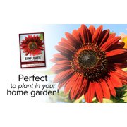 Velvet Queen Sunflower Seeds