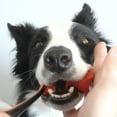 thumbnail image 3 of Paw Ready Dental Hygiene Kit Medium Orange for Dogs and Cats, 3 of 9